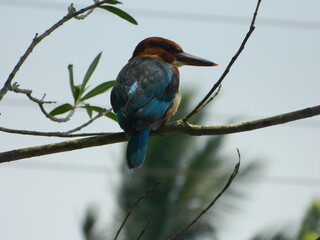 Indian White Throated Kingfisher 