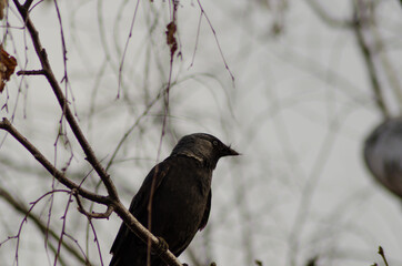 jackdaw closeup on a cloudy day