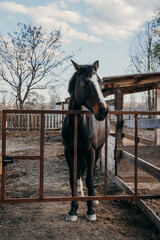 A beautiful black horse with a white stripe on the muzzle looks at the rider