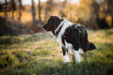 Australian shepherd