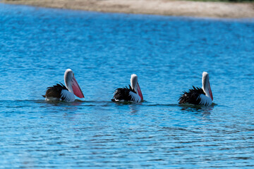 Three Pelicans on the blue bay water