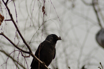 jackdaw closeup on a cloudy day