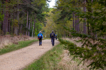 Obraz premium A retirement age couple hiking through the new forest on a track