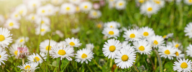 Spring summer flower background banner panorama - Green meadow with beautiful white daisy flowers  ( Bellis perennis ) in sunny day