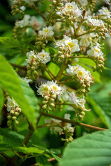Blooming spring chestnut tree