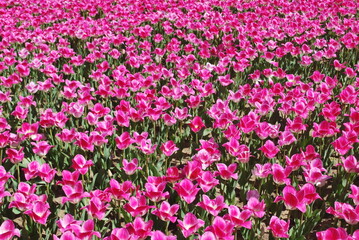 Bright, colored background with a bed of tulips. Backdrop for design. Pink flowers. Reduced view