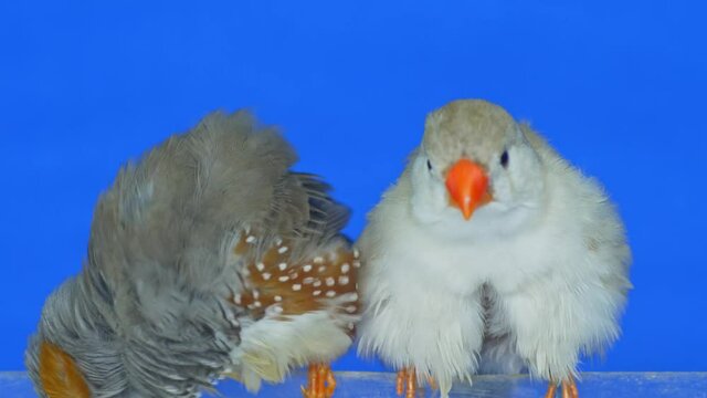 exotic animals: young zebra finches cleaning fethers