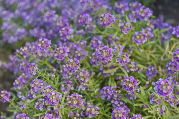 Obraz premium Bright flowers on a bush in a park area.
