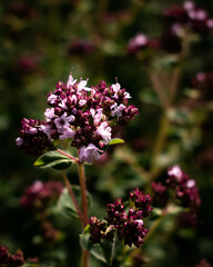 Origanum vulgare (oregano) in the garden. Organic, edible herbs, natural background.