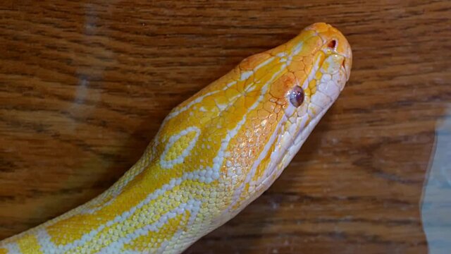 exotic animals: yellow python moving along the wall