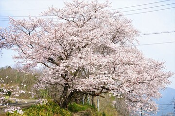Pink Sakura flower, cherry blossoms with blurred background in Nara prefecture, Japan - 日本 奈良 桜の花