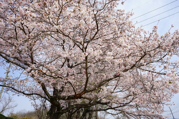 Pink Sakura flower, cherry blossoms with blurred background in Nara prefecture, Japan - 日本 奈良 桜の花