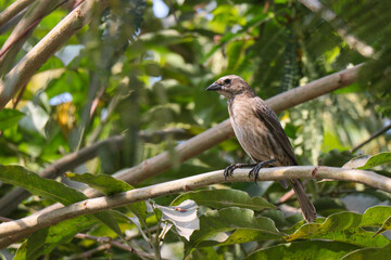 Fototapeta premium Bird with sparked brown plumage, it is on a branch of a tree.