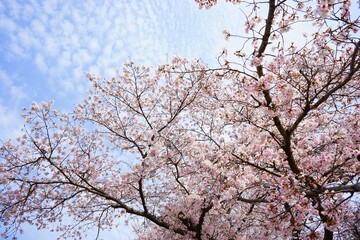 Pink Sakura flower, cherry blossoms with blurred background in Nara prefecture, Japan - 日本 奈良 桜の花