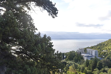 Yalta, Crimea - 10.16.2015 : Different types of vegetation in a mountainous area against the background of buildings near the Black Sea coast.