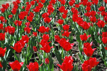 Bright, colored background with a bed of tulips. Backdrop for design. Red bell-shaped flowers. Reduced view