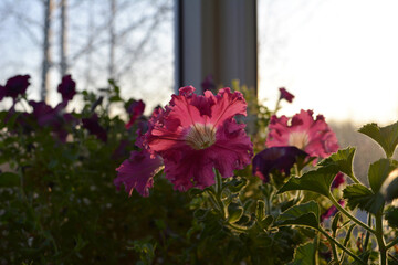 Pink flowers of petunia in small garden on the balcony at dawn