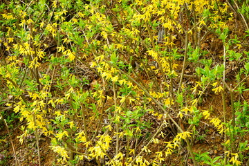 Yellow Forsythia flower (golden bell) - レンギョウ (連翹) 黄色い花
