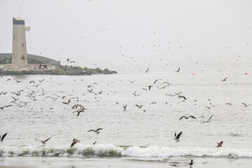 Different birds flying near the waves on the beach, in the background a lighthouse and rocks.