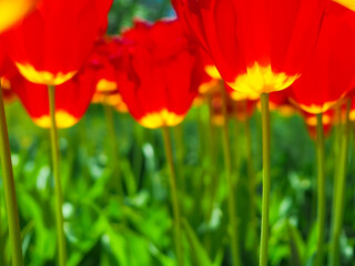 Defocused image of the buds of blooming red tulips on a green background. Sunny spring day. Bottom view.