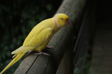 Bright tropical birds of Eden posing for the camera