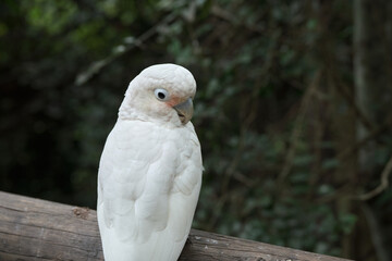 Obraz premium Bright tropical birds of Eden posing for the camera