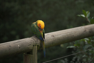 Bright tropical birds of Eden posing for the camera