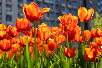 Red tulips background. Beautiful tulip. Flower bud in spring in the sunlight. Flowerbed with flowers. Tulip close-up. Red flower