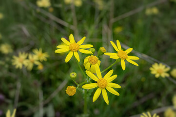 Beautiful yellow wild field florals in spring