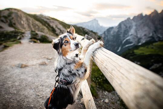 Australian shepherd