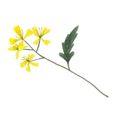 Branch plant of mustard spice.  Mustard plant isolated on white background. Watercolor hand drawn illustration. - 433208369