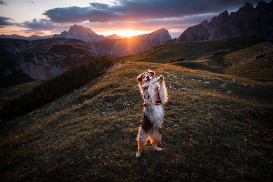 Australian shepherd