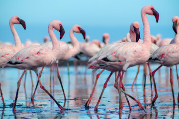 Group birds of pink african flamingos  walking around the blue lagoon on a sunny day