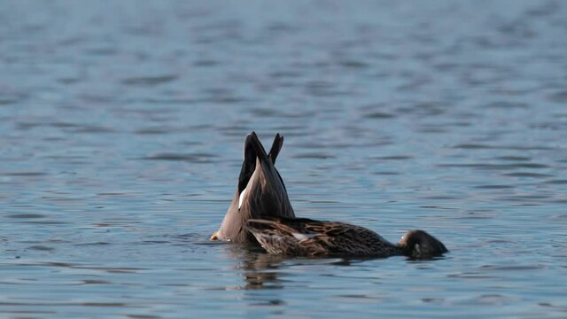A couple of the gadwall (Mareca strepera), is swimming and looking for food underwater in the Suomenoja bird area, Espoo, Finland.