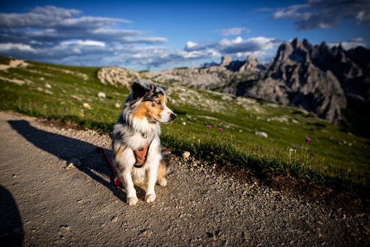 Australian shepherd