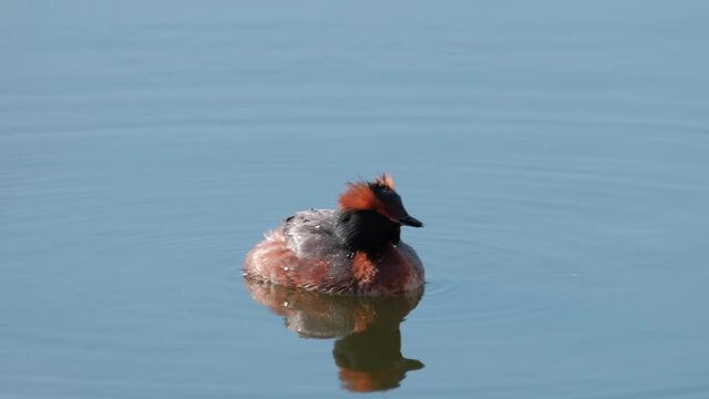 The close-up of the horned grebe or Slavonian grebe (Podiceps auritus), swim in Suomenoja bird area, Espoo, Finland.