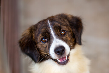 Stray dog ​​white-brown head funny face looking Thai dog
