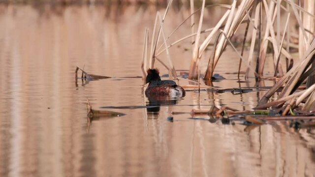 The close-up of the horned grebe or Slavonian grebe (Podiceps auritus), swim in Suomenoja bird area, Espoo, Finland.