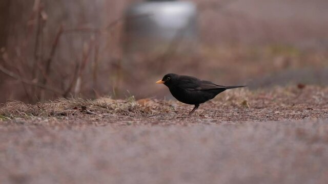 The close-up of the common blackbird (Turdus merula). Bird is looking for food and eats a worm on the sunny spring day