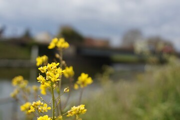 yellow sunlit wildflowers beside the river with soft focus background