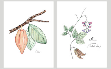A set of two kitchen poster prints. Cacao and Velvet bean.