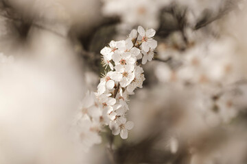 Amazing white cherry blossom in spring. Detailed macro photo of white spring flowers blooming. Minsk, Belarus.