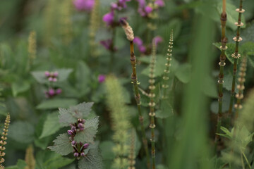 Macro photo of a variety of plants growing near the swamp. Beautiful floral texture. Belarusian natural spring landscape. Green and purple plants close up.