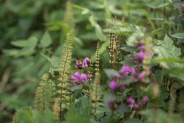 Macro photo of a variety of plants growing near the swamp. Beautiful floral texture. Belarusian natural spring landscape. Green and purple plants close up.