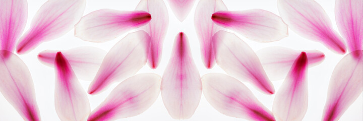 Obraz na płótnie Canvas Panorama Magnolien Blüten abstrakt nebeneinander lila