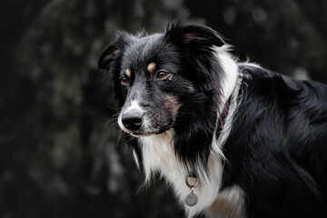 Australian shepherd