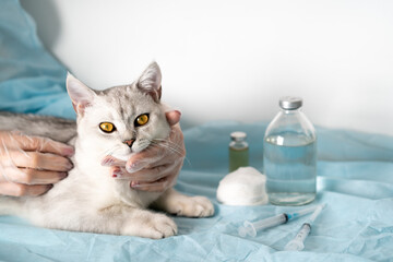 white thoroughbred cat at the reception of the veterinarian, lies on the table, the doctor examined the ears of the animal