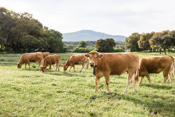 The cow that carries the cowbell and leads the herd of cows