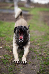 yawning stretching small mongrel dog
