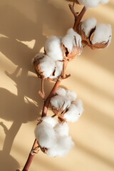 Branch with white cotton flowers with sun shadows on beige background flat lay. Delicate light beauty cotton background. Natural organic fiber, agriculture, cotton seeds, raw materials for fabric